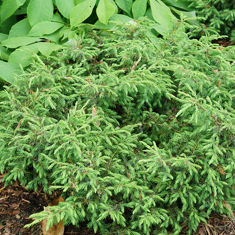 Tortuga® Juniper