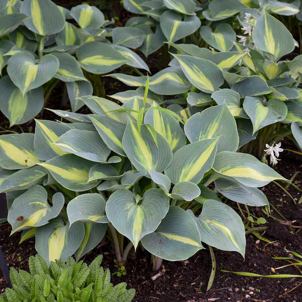 'Touch of Class' Hosta - Image 4