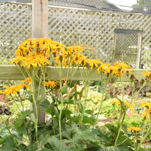 'Green Tractor' Ligularia