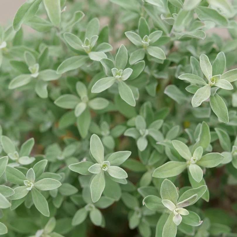 Trailblazer™ Silver Texas Sage (Leucophyllum) - Image 3