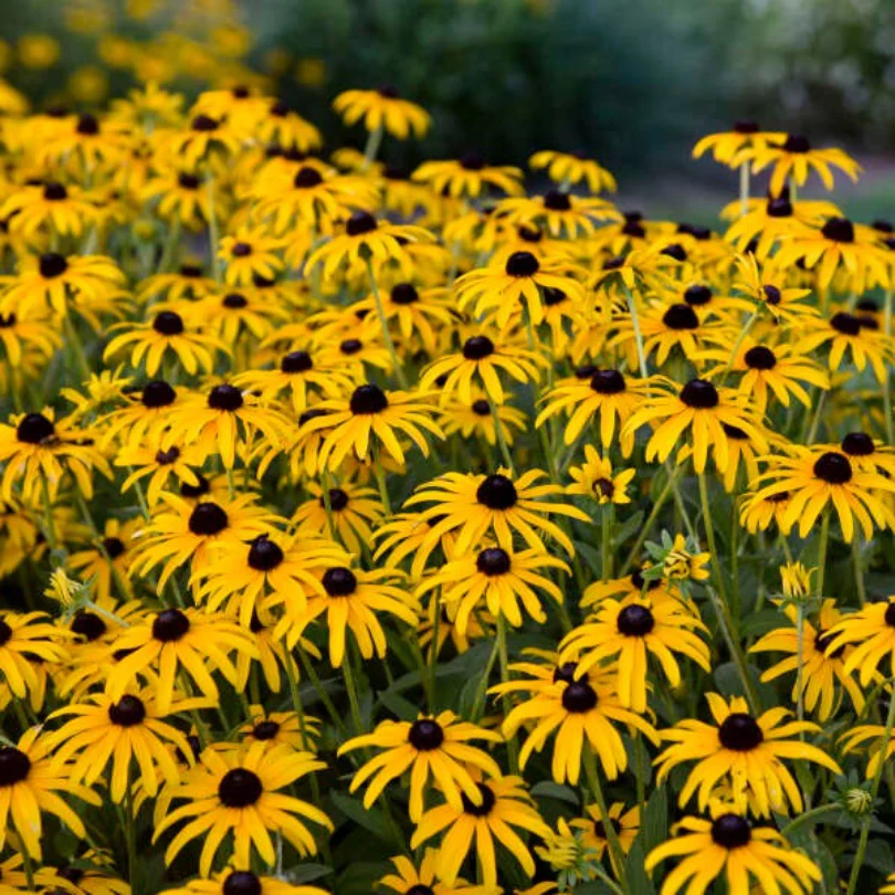 'Treasure Trove' Black-Eyed Susan (Rudbeckia) - Image 3