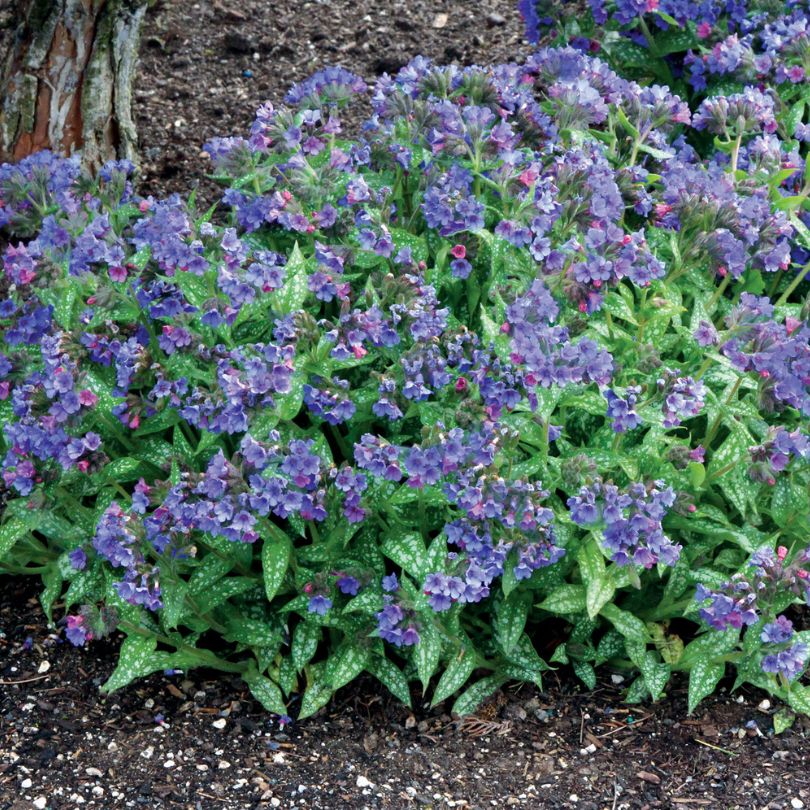 'Trevi Fountain' Lungwort (Pulmonaria)
