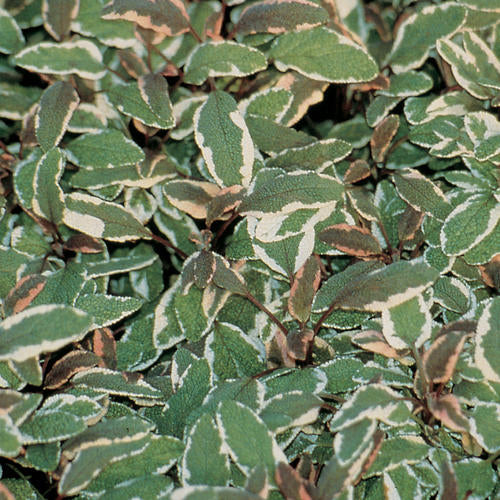 Tricolor Sage - Image 2