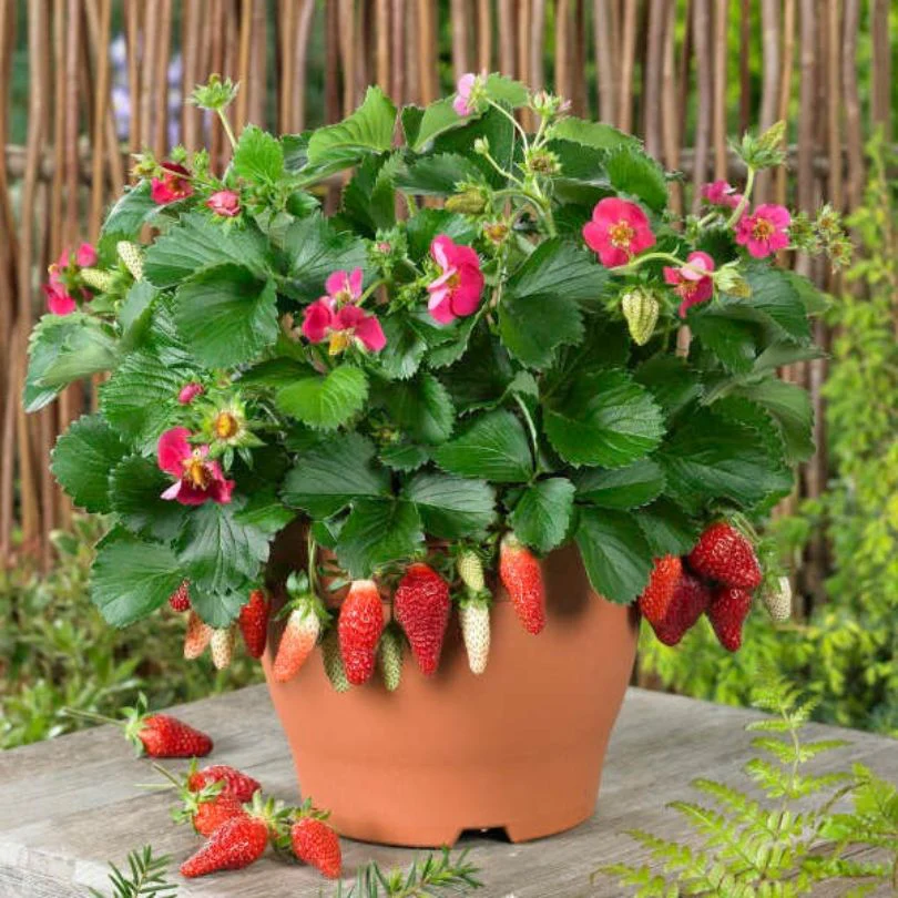 'Tristan' Everbearing Strawberry (Fragaria)