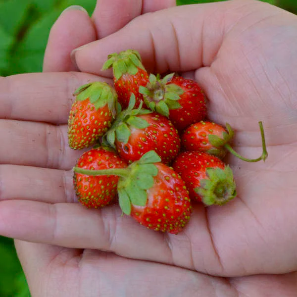 'Tristan' Everbearing Strawberry (Fragaria) - Image 3