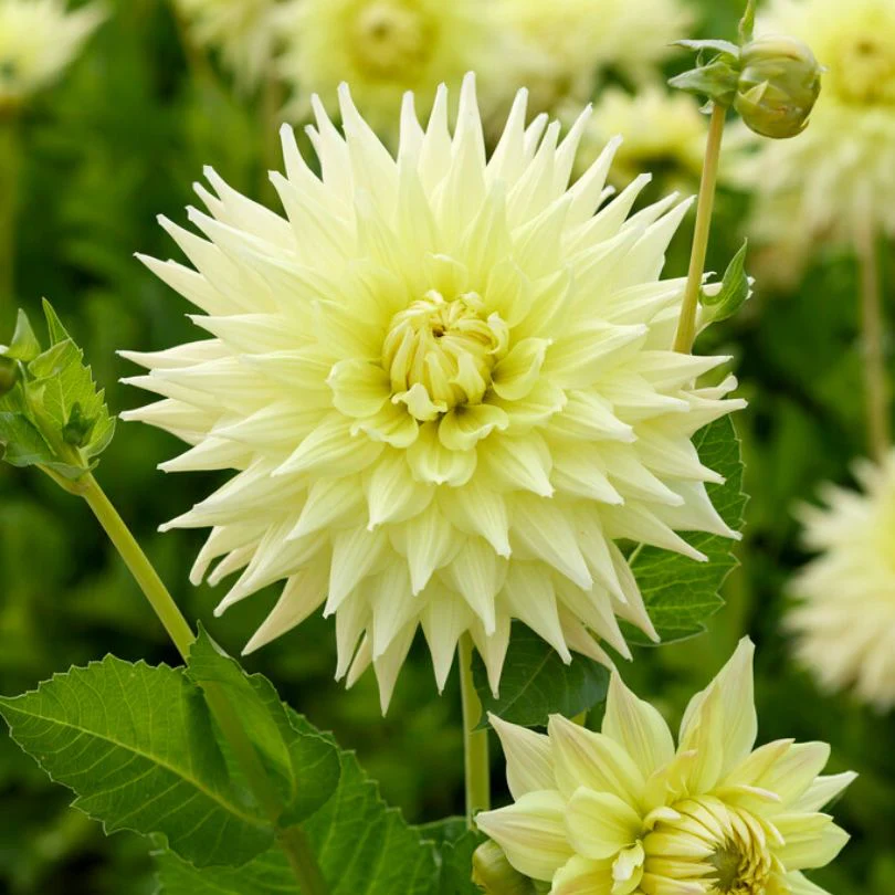 'Trooper Dan' Dahlia