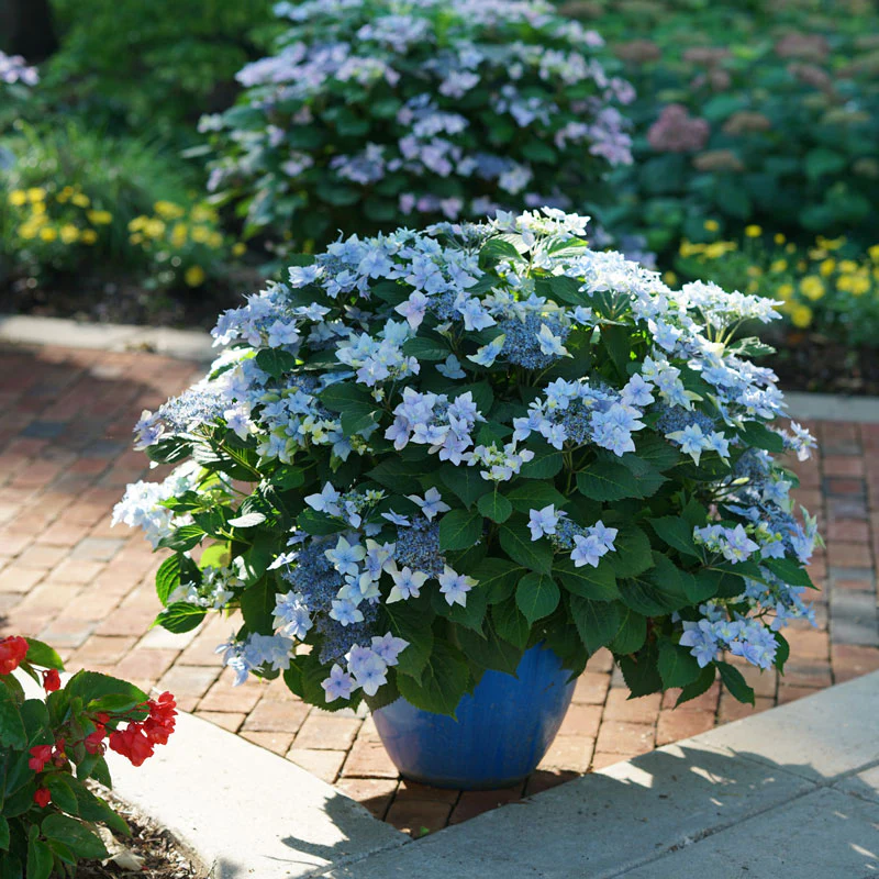 Tuff Stuff Ah-Ha® Mountain Hydrangea