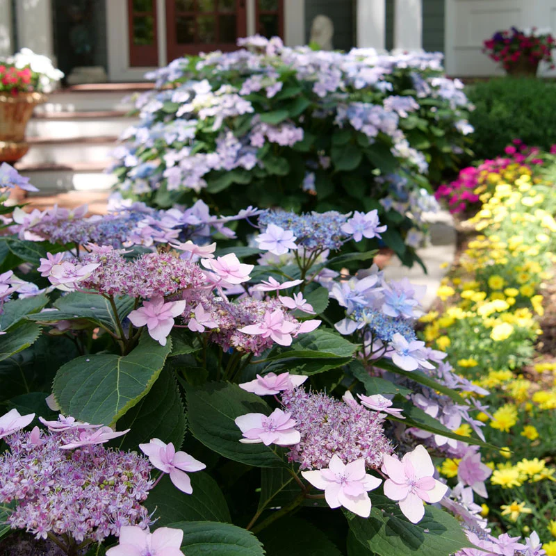 Tuff Stuff Ah-Ha® Mountain Hydrangea - Image 2
