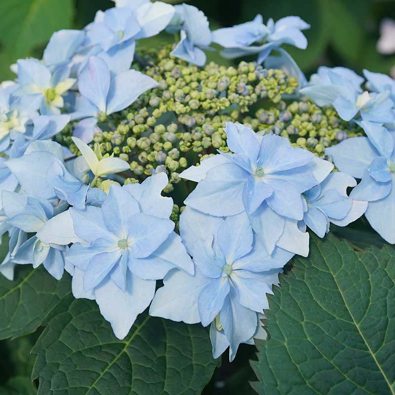 Tuff Stuff Ah-Ha® Mountain Hydrangea - Image 3