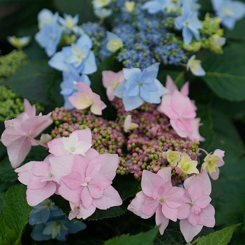 Tuff Stuff Ah-Ha® Mountain Hydrangea - Image 4