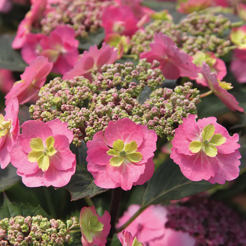 Tuff Stuff™ Mountain Hydrangea