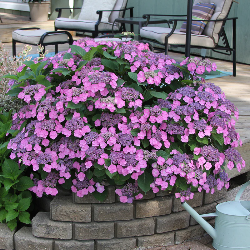 Tuff Stuff™ Mountain Hydrangea - Image 4