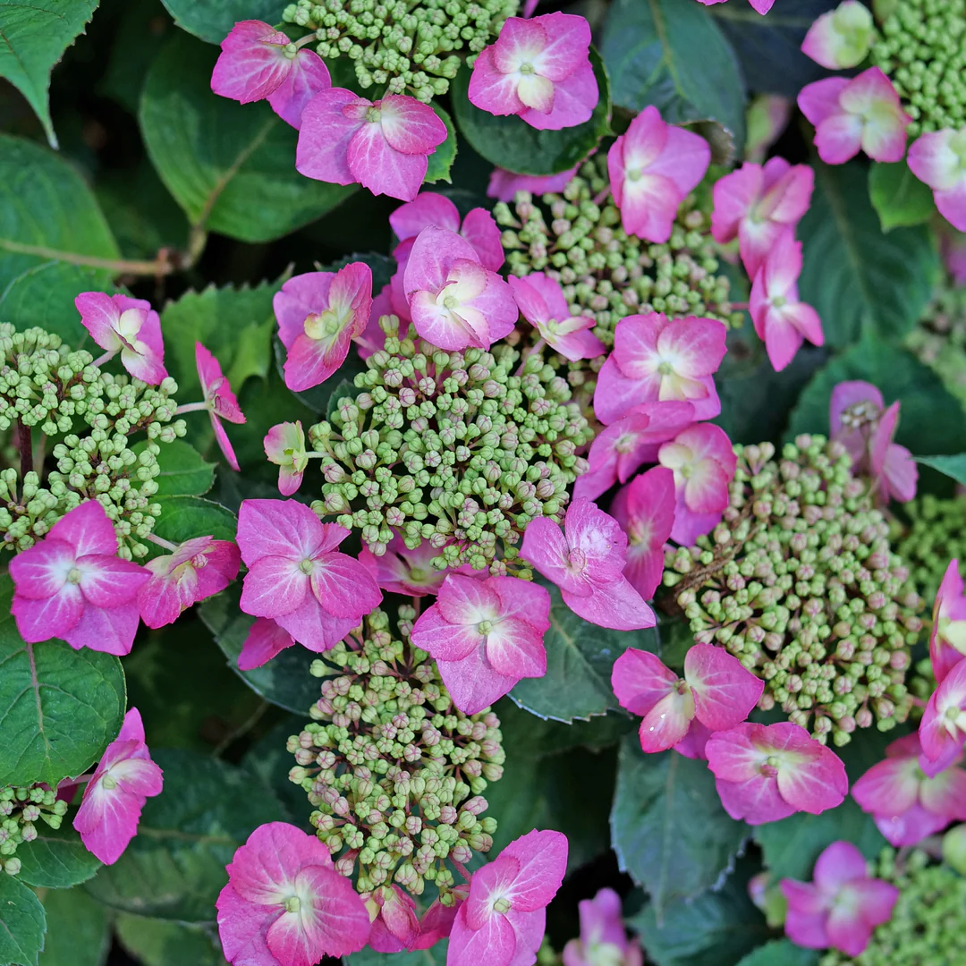 Tuff Stuff Top Fun® Mountain Hydrangea - Image 2