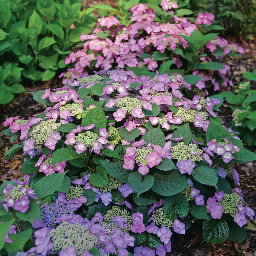 Tuff Stuff Top Fun® Mountain Hydrangea - Image 3