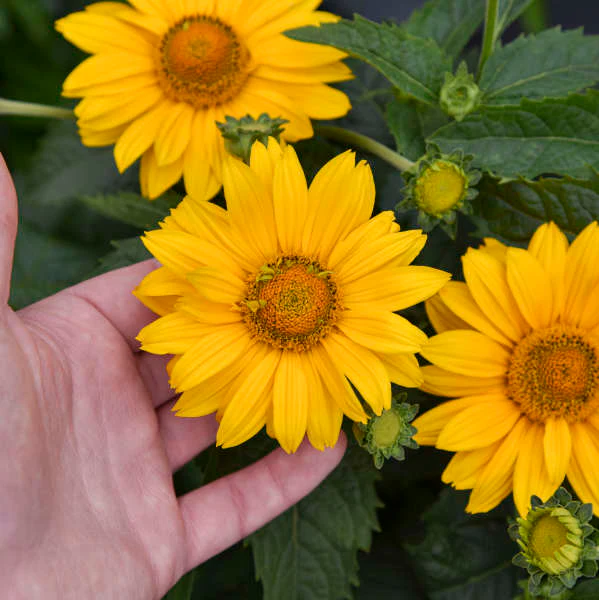 Tuscan Gold™ False Sunflower (Heliopsis)
