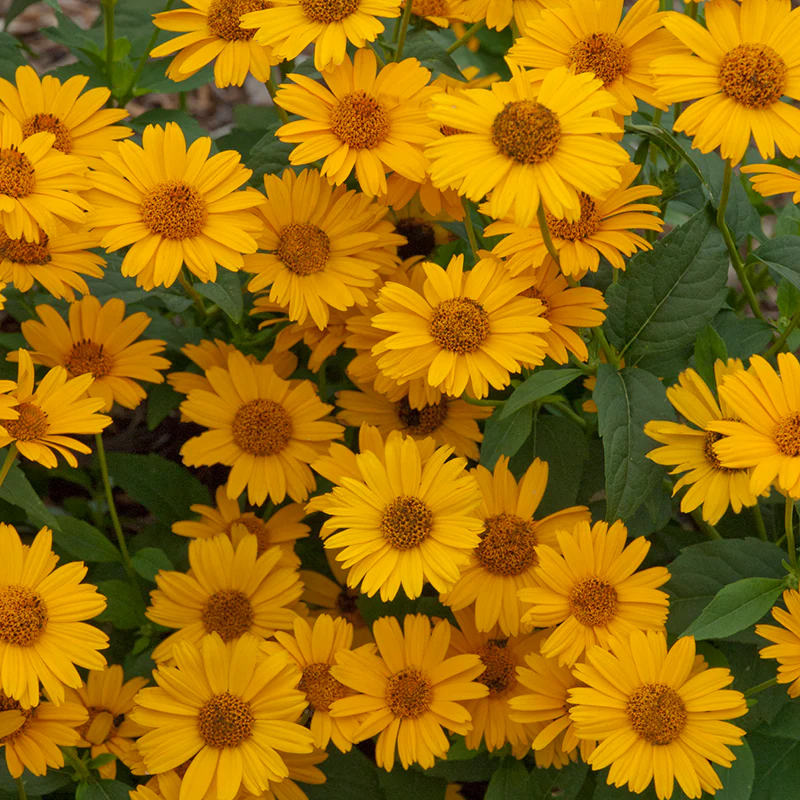 'Tuscan Sun' False Sunflower (Heliopsis)