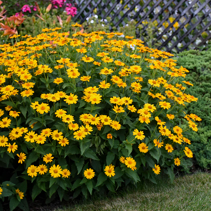 'Tuscan Sun' False Sunflower (Heliopsis) - Image 3