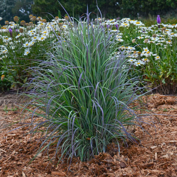 'Twilight Zone' Little Bluestem Grass (Schizachyrium) - Image 2