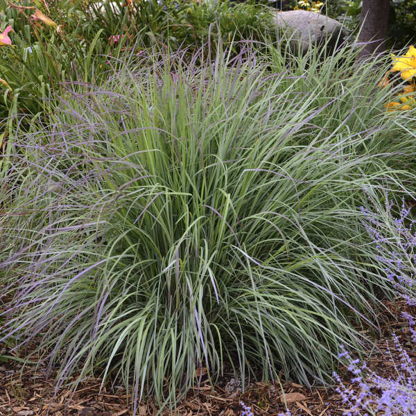 'Twilight Zone' Little Bluestem Grass (Schizachyrium) - Image 4