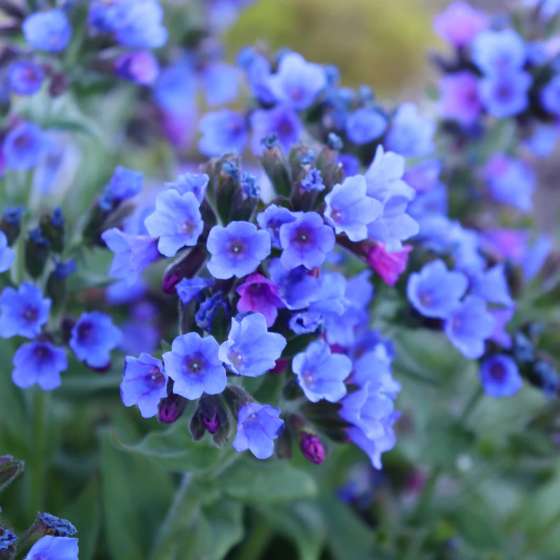 'Twinkle Toes' Lungwort (Pulmonaria)