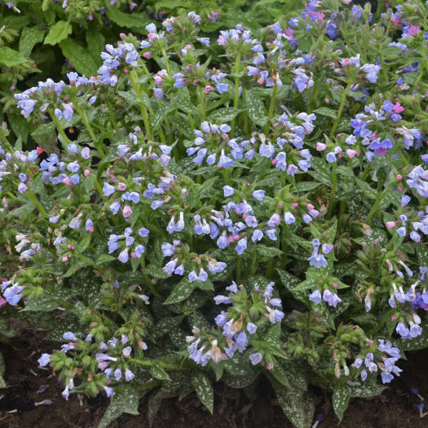'Twinkle Toes' Lungwort (Pulmonaria) - Image 4