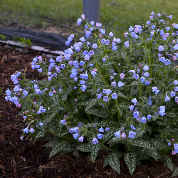 'Twinkle Toes' Lungwort (Pulmonaria) - Image 5