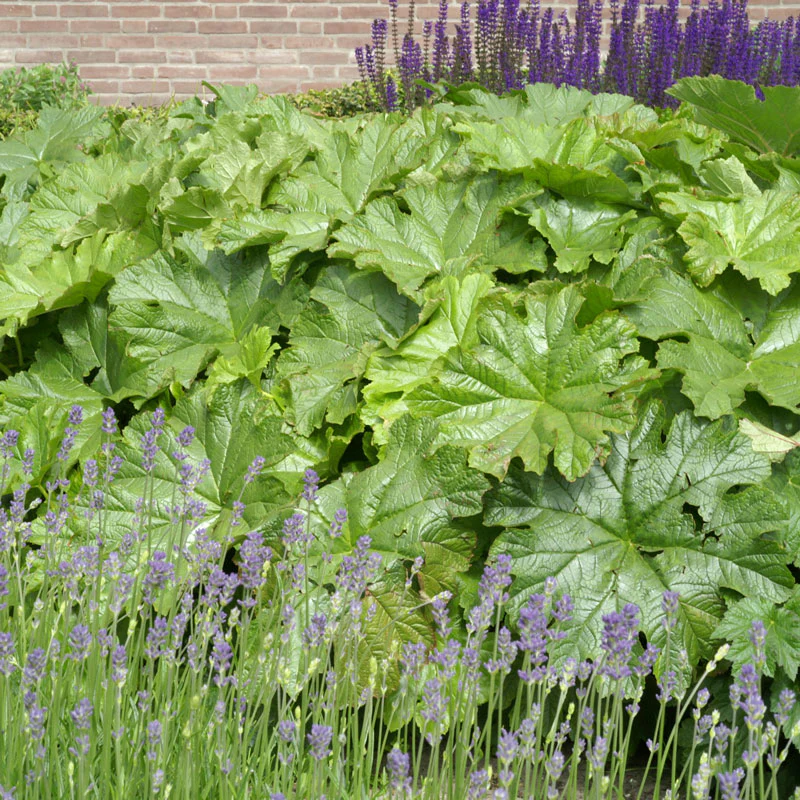 Umbrella Plant (Darmera)