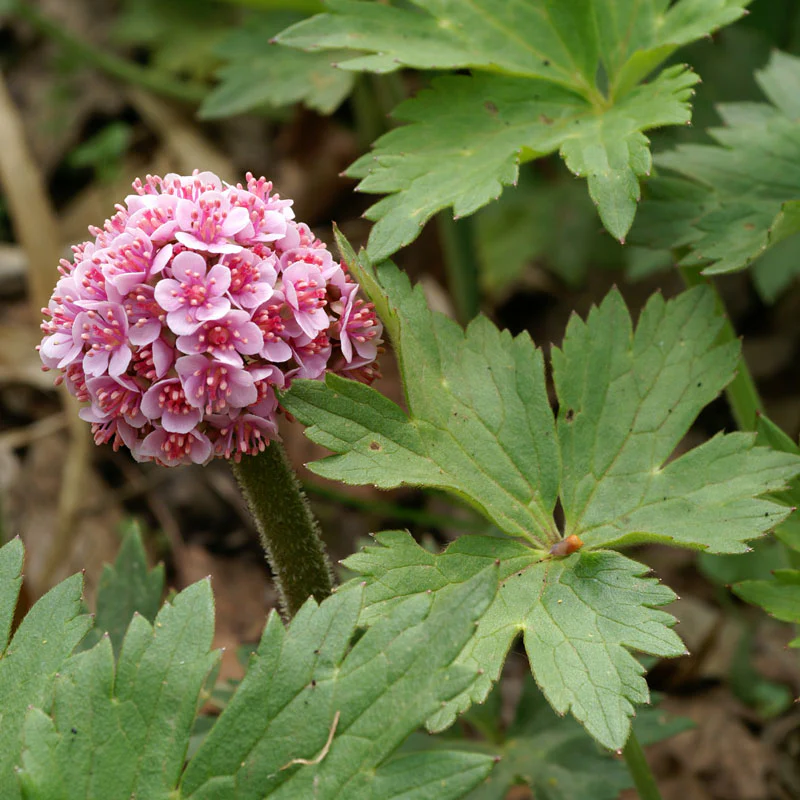 Umbrella Plant (Darmera) - Image 2