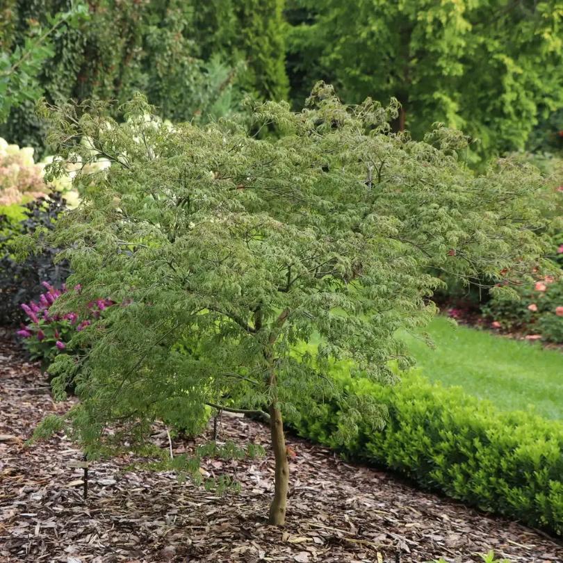 Uncommon Thread™ Japanese Maple (Acer)