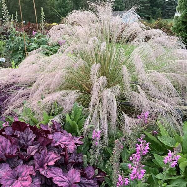 'Undaunted' Muhly Grass (Muhlenbergia)