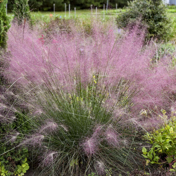 'Undaunted' Muhly Grass (Muhlenbergia) - Image 2