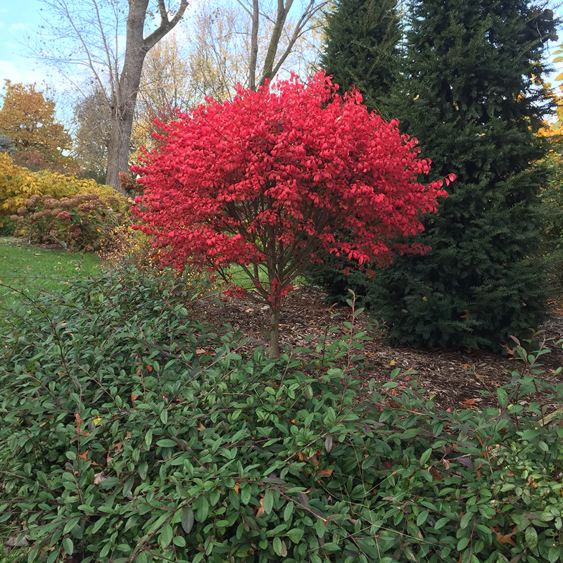 Unforgettable Fire® Burning Bush