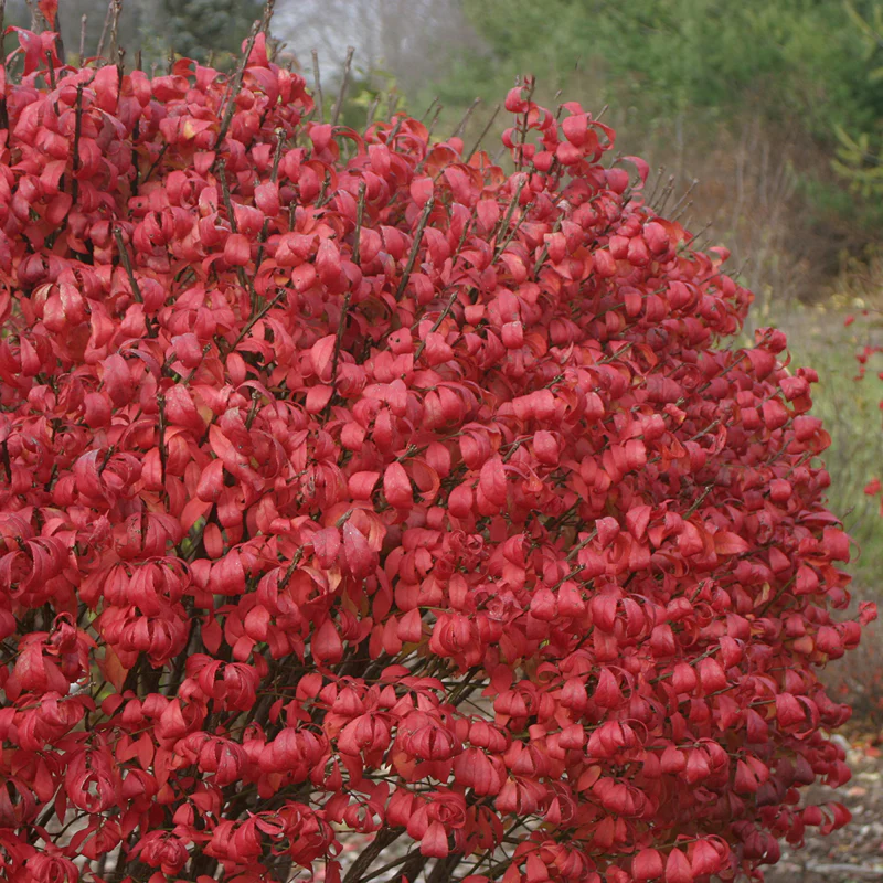 Unforgettable Fire® Burning Bush - Image 2
