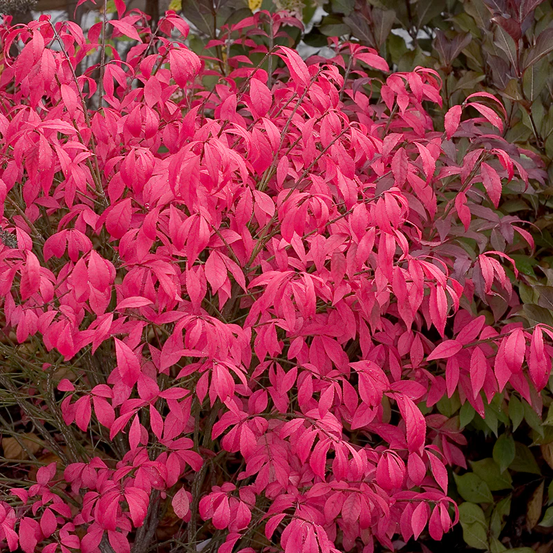 Unforgettable Fire® Burning Bush - Image 4