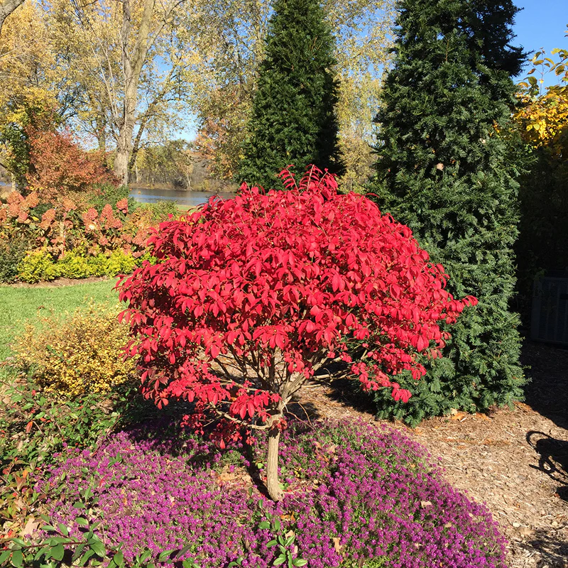 Unforgettable Fire® Burning Bush - Image 5