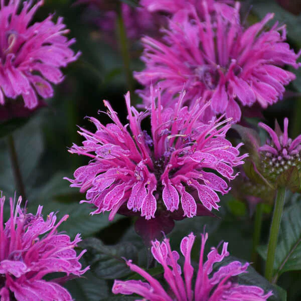 Upscale™ 'Lavender Taffeta' Bee Balm (Monarda) - Image 2