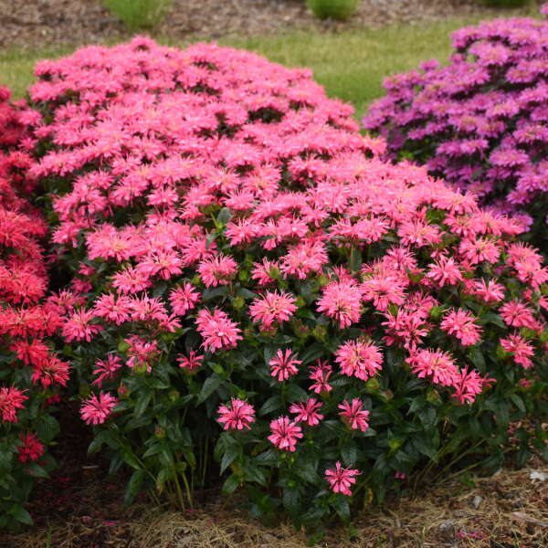 Upscale™ 'Pink Chenille' Bee Balm (Monarda)