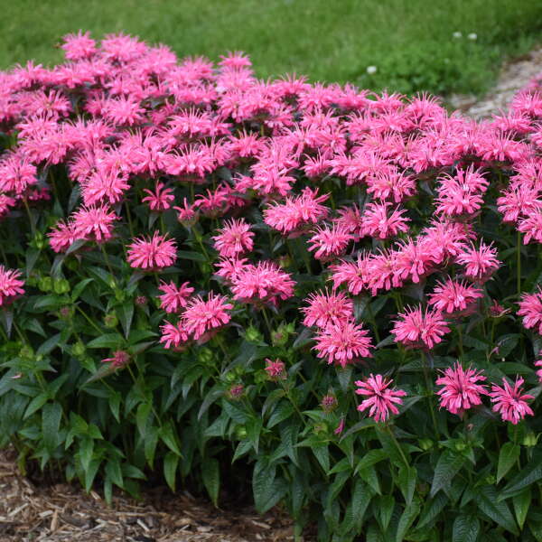 Upscale™ 'Pink Chenille' Bee Balm (Monarda) - Image 2