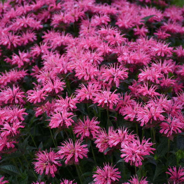Upscale™ 'Pink Chenille' Bee Balm (Monarda) - Image 3