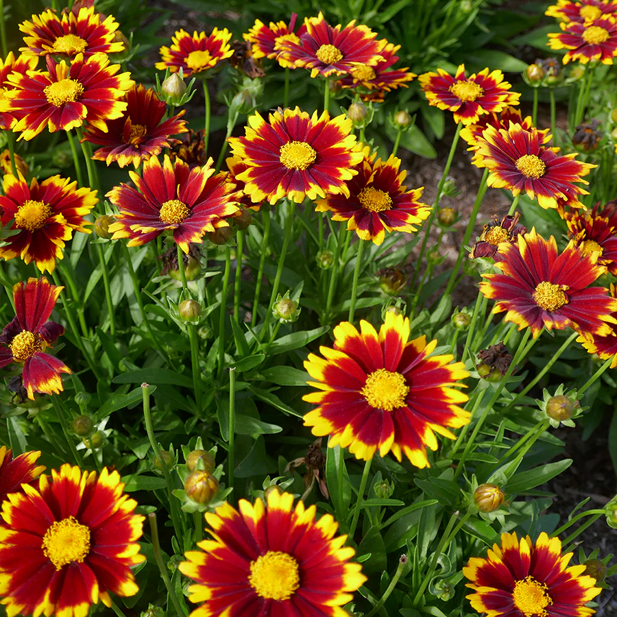 Uptick™ Red Tickseed (Coreopsis)
