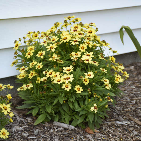 Uptick™ Cream & Red Tickseed (Coreopsis)