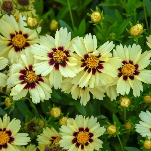 Uptick™ Cream & Red Tickseed (Coreopsis) - Image 2