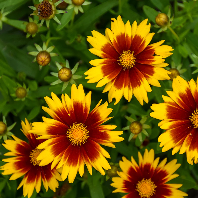 Uptick™ Gold & Bronze Tickseed (Coreopsis) - Image 2