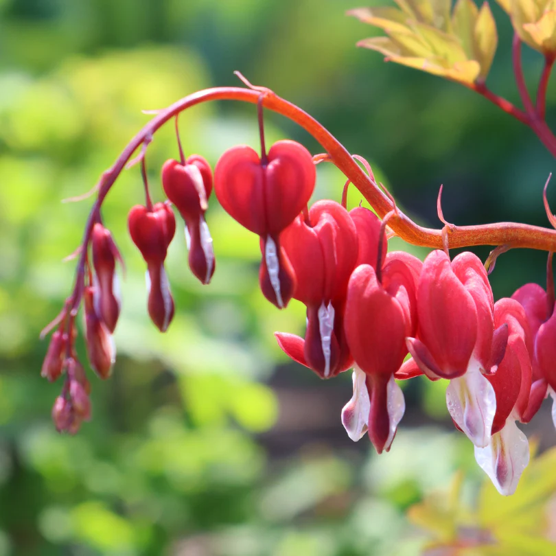 Valentine® Bleeding Heart (Dicentra)