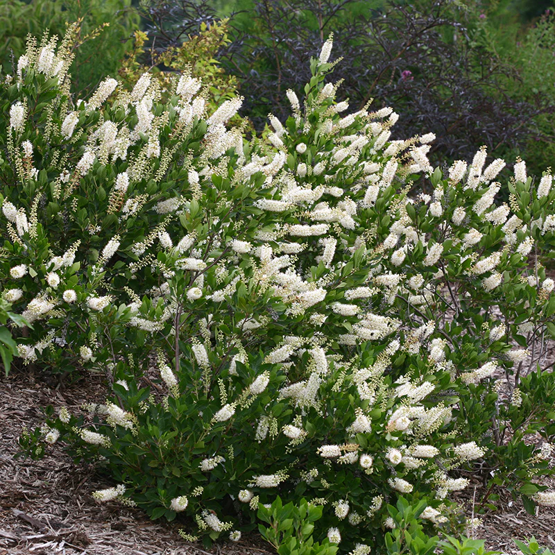 Vanilla Spice® Summersweet (Clethra)