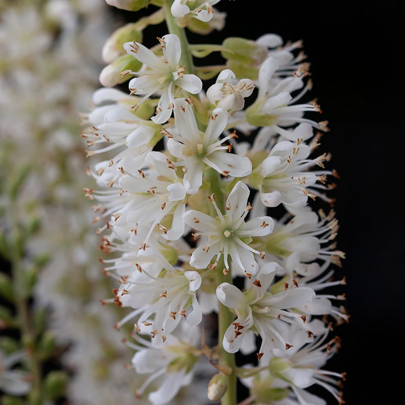 Vanilla Spice® Summersweet (Clethra) - Image 3