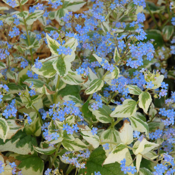 'Variegata' Siberian Bugloss (Brunnera)