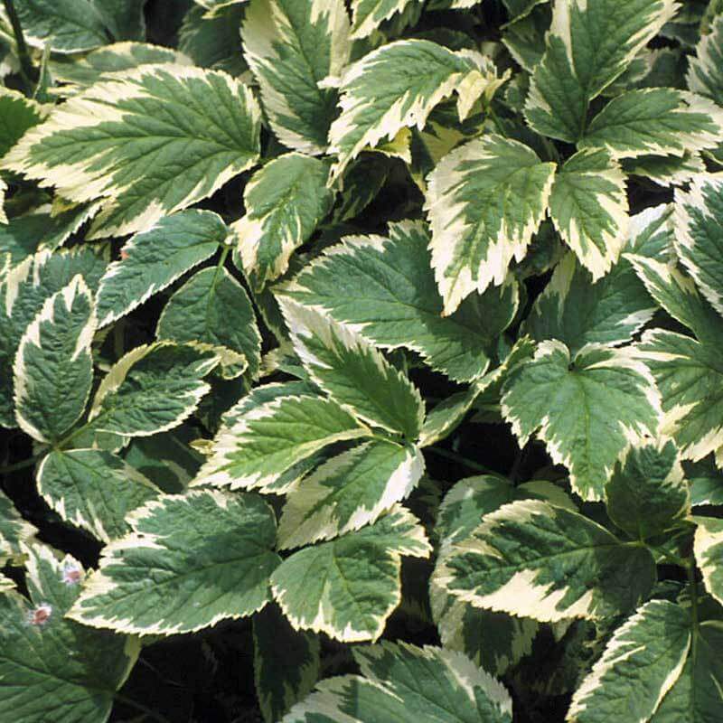 Variegated Bishop's Weed (Aegopodium)