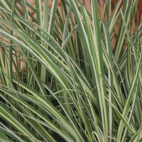 Variegated Sweet Flag