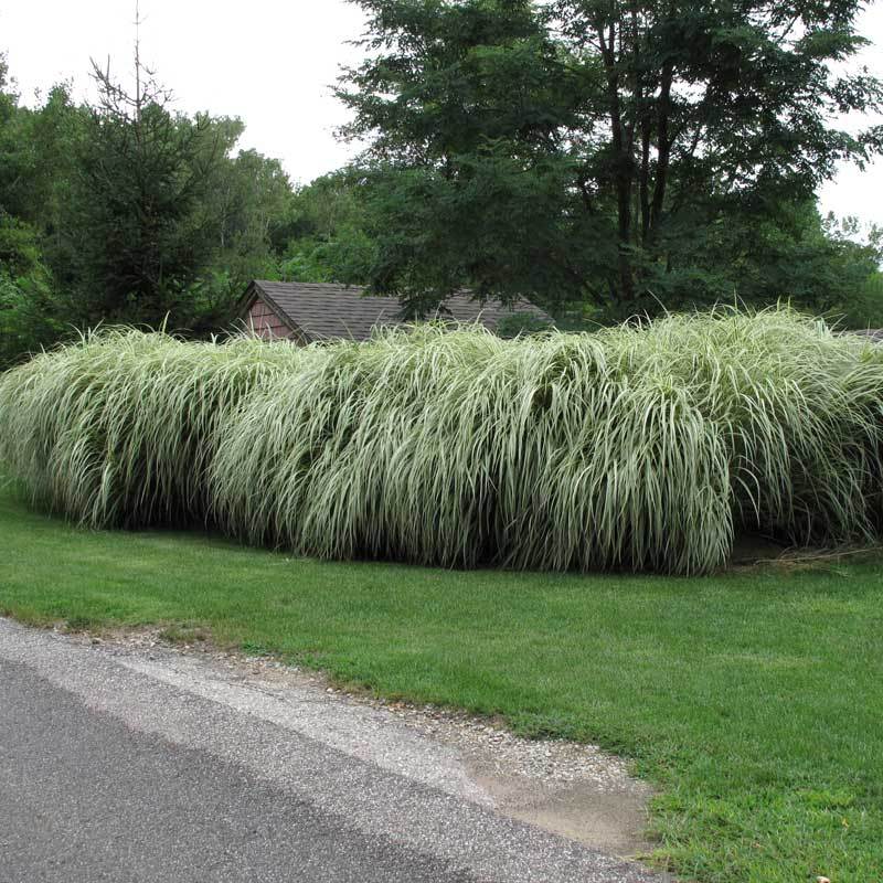 'Variegatus' Maiden Grass (Miscanthus)